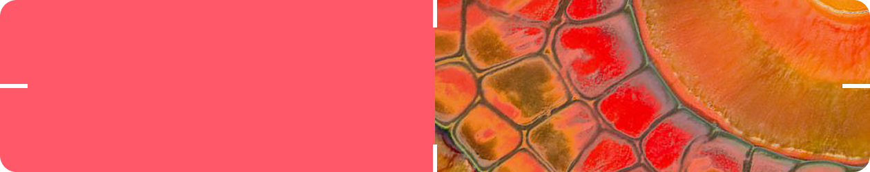 Clinical Evidence Summary -  Immune Health & The PB-VIR™  Probiotic Strain