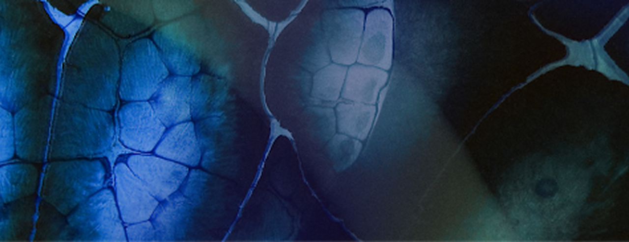Clinical Evidence Summary – Sports Performance & the 1714™ Probiotic Strain