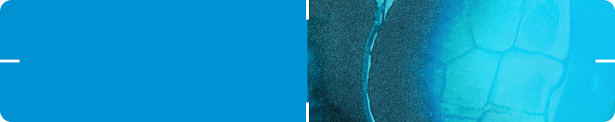 Clinical Evidence Summary – Sports Performance & the 1714™ Probiotic Strain